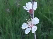 Satılır 1 otaqlı 6 m2 bağ evi Köhnə Günəşli