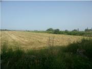 Satılır 1800 sot torpaq Şabran