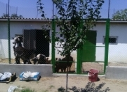 Satılır 5 otaqlı 380 m2 bağ evi Albalı