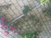 İcarəyə verilir 2 otaqlı 0 m2 bağ evi Gəncə