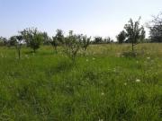 Satılır 200 sot torpaq Quba