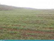 Satılır 20000 sot torpaq Pirşağı