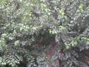 Satılır 2 otaqlı 50 m2 köhnə tikili İçəri Şəhər m.