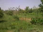 Satılır 500 sot torpaq Rəsulzadə