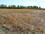 Satılır 100 sot torpaq Xaçmaz