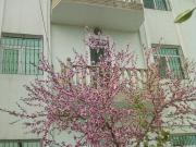 Satılır 6 otaqlı 210 m2 həyət evi Əhmədli