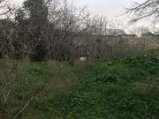 Satılır 6 sot torpaq Zabrat 2