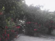 Satılır 2 sot torpaq Biləcəri