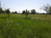 Satılır 6 sot torpaq Quba