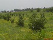 Satılır 55 sot torpaq Xaçmaz