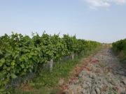 Satılır 0 otaqlı 2000 m2 obyekt Salyan