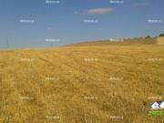 Satılır 288 sot torpaq Şamaxı