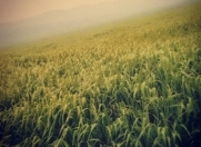 Satılır 32000 sot torpaq Şamaxı