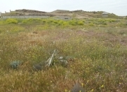 Satılır 24 sot torpaq Şıxov