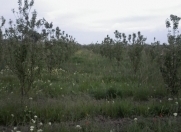 Satılır 100 sot torpaq Qusar