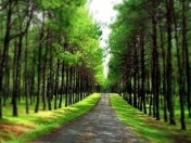 Satılır 12 sot torpaq Quba