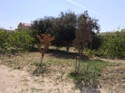 Satılır 18 sot torpaq Bilgəh
