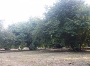 Satılır 60 sot torpaq Oğuz