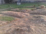 Satılır 3 sot torpaq Sulutəpə