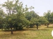 Satılır 26 sot torpaq İsmayıllı