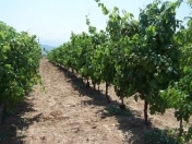 Satılır 100 sot torpaq Quba