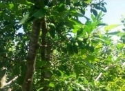 Satılır 3 sot torpaq İzmir parkı