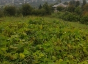 Satılır 100 sot torpaq Astara