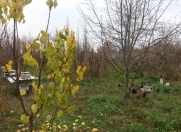 Satılır 4000 sot torpaq Xaçmaz