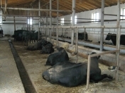 Satılır 1500 sot torpaq Neftçala