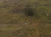 Satılır 2 sot torpaq Kürdəxanı