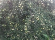 Satılır 80 sot torpaq Quba