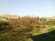 Satılır 9 sot torpaq Göyçay