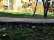 Satılır 7 otaqlı 400 m2 həyət evi Həzi Aslanov