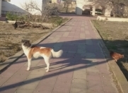 Satılır 4 otaqlı 3000 m2 bağ evi Novxanı