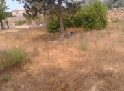 Satılır 15 sot torpaq Bilgəh