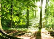 Satılır 2 sot torpaq İsmayıllı