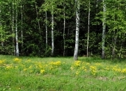 Satılır 8 sot torpaq Qusar