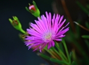 İcarəyə verilir 2 otaqlı 35 m2 köhnə tikili Nərimanov r.