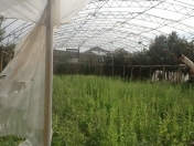 Satılır 30 sot torpaq Ramana