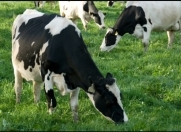 Satılır 500000 sot torpaq Dübəndi bağları