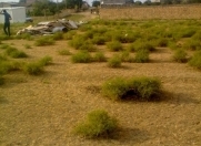 Satılır 50 sot torpaq Saray