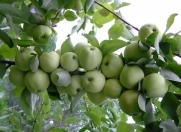 Satılır 100 sot torpaq Xaçmaz