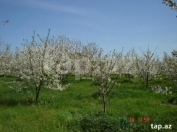 Satılır 3.5 sot torpaq Xaçmaz