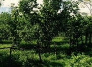 Satılır 20 sot torpaq Qax