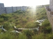 Satılır 3 sot torpaq Ramana