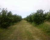 Satılır 300 sot torpaq Xaçmaz