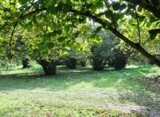 Satılır 26 sot torpaq Oğuz