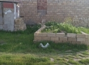 Satılır 3 otaqlı 110 m2 bağ evi Saray