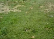 Satılır 6 sot torpaq Dədə Qorqud