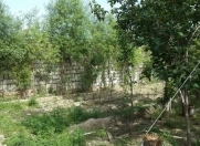 Satılır 5 sot torpaq Şıxov